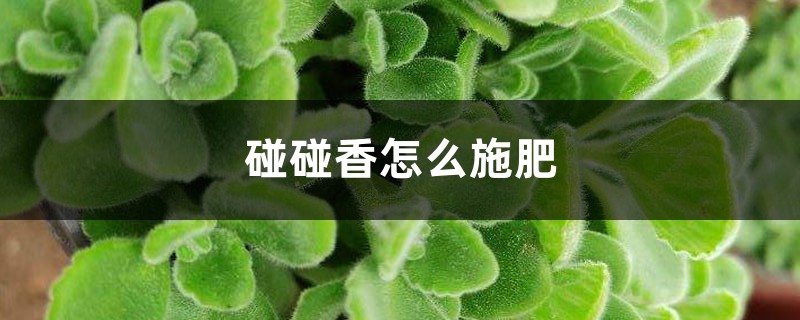 碰碰香怎么施肥 碰碰香怎么施肥